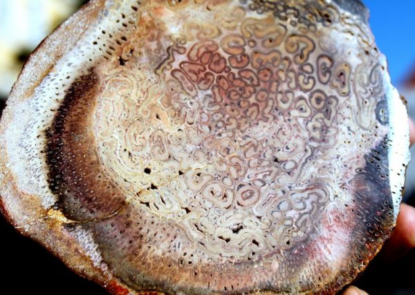 VH003  -  TITEA SINGULARIS - Verst. HOLZ - 画像2