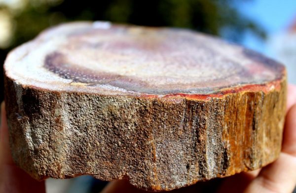 VH003  -  TITEA SINGULARIS - Verst. HOLZ - 画像3