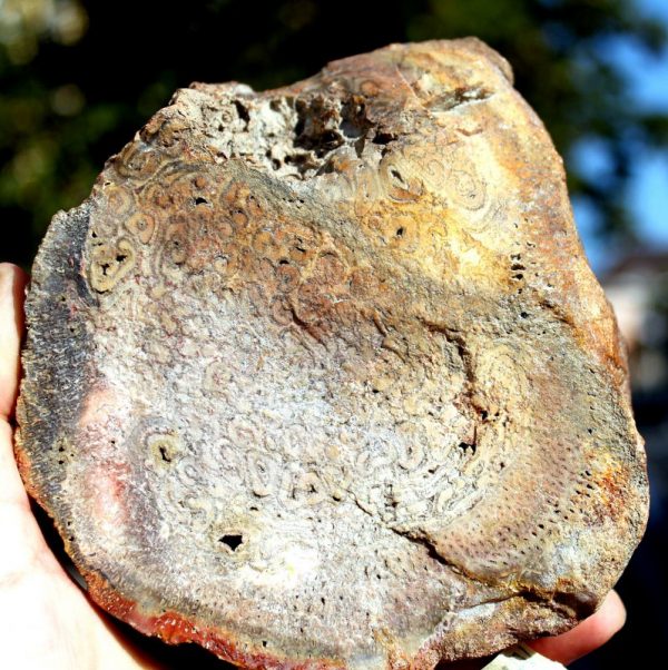 VH003  -  TITEA SINGULARIS - Verst. HOLZ - 画像4