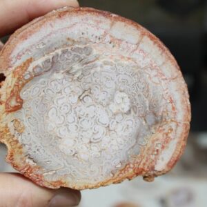 木のシダ - 石化した木