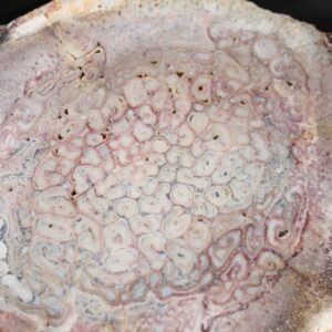 バウムファーン - 2億7000万年前