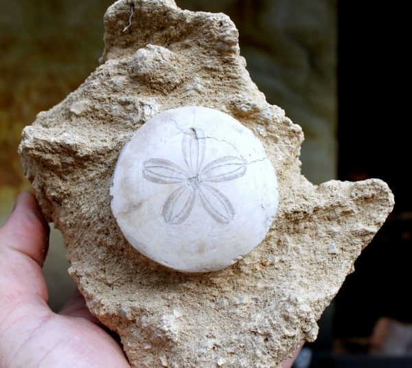 SEEIGEL  - Atlantikküste – Bild 2