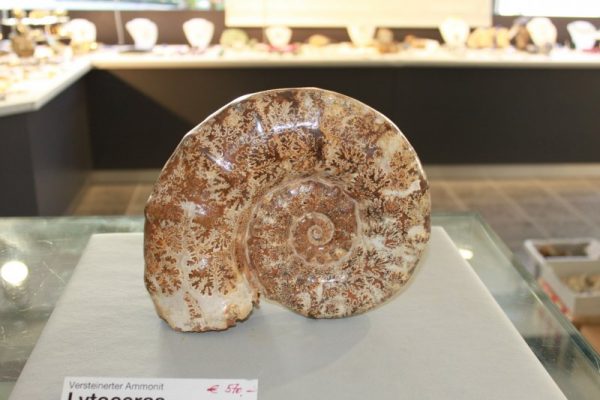Lytoceras – Bild 2