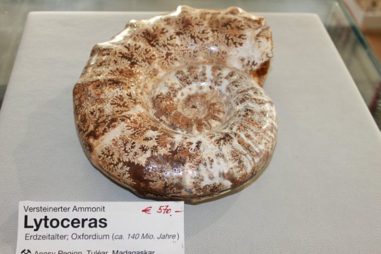 Lytoceras