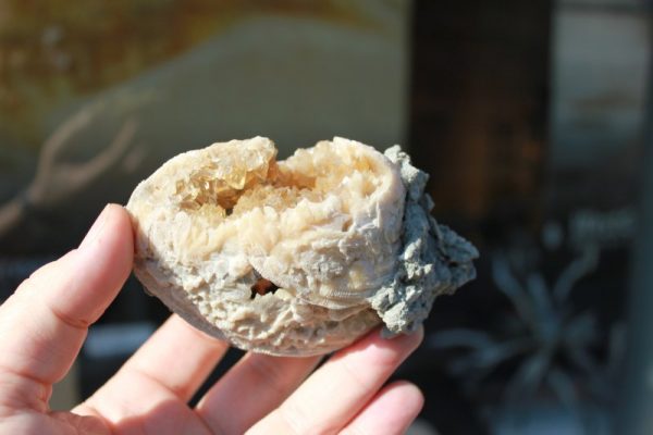 Fossile Venusmuschel – Bild 2