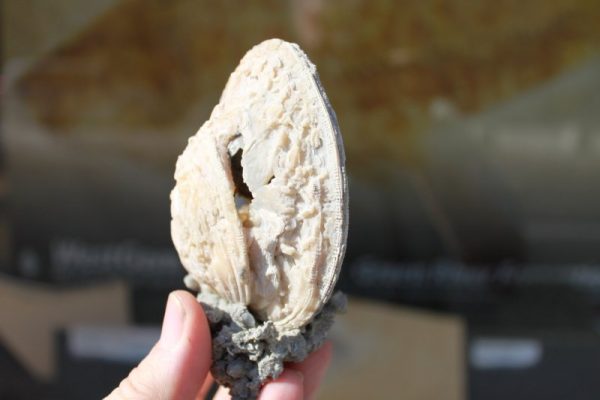 Fossile Venusmuschel – Bild 3