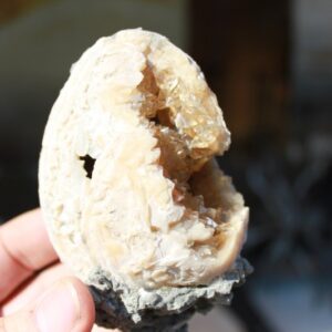 Fossile Venusmuschel