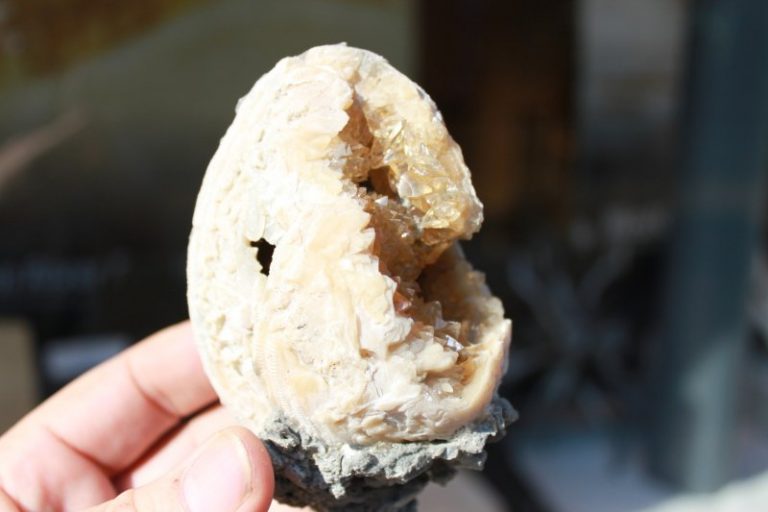 Fossile Venusmuschel