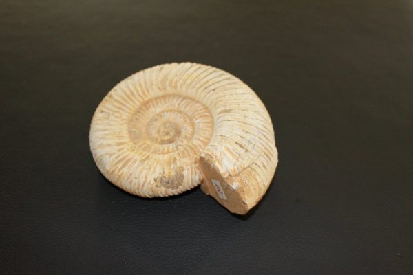 Perisphinctes - 画像2