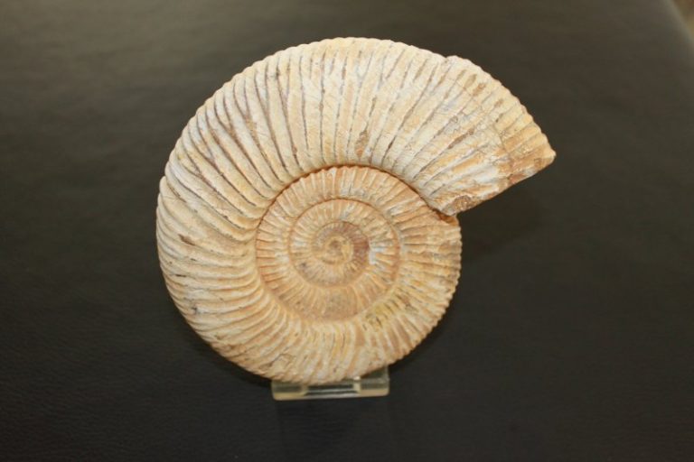 Perisphinctes
