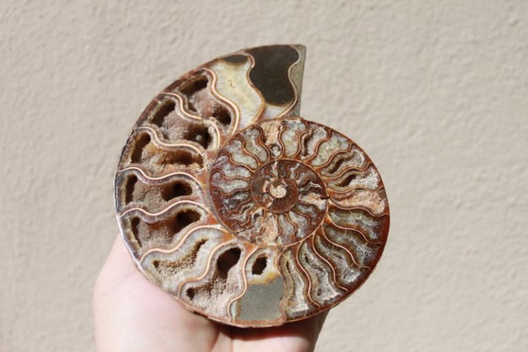 Phylloceras