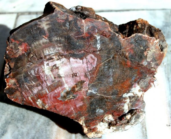 Versteinertes HOLZ  - ARIZONA – Bild 3