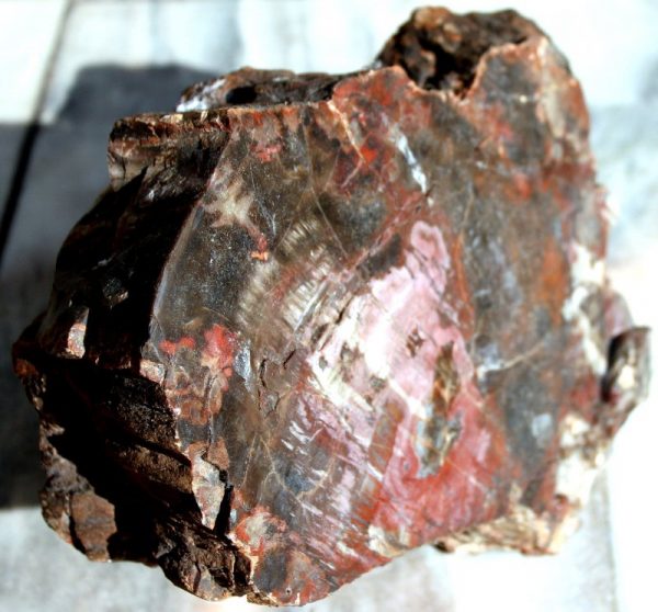 Versteinertes HOLZ  - ARIZONA – Bild 2