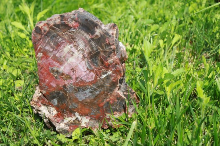 Versteinertes HOLZ  - ARIZONA