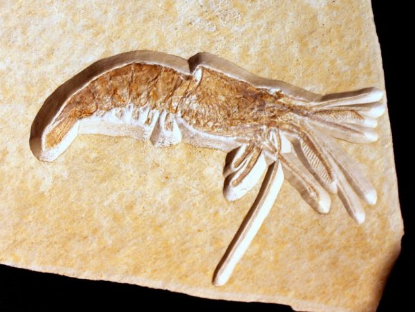 FOSSILER KREBS - 146 Millionen Jahre alt - Image 3