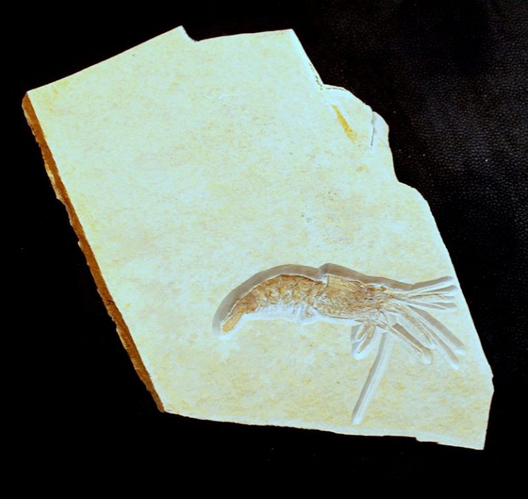 FOSSILER KREBS - 146 Millionen Jahre alt