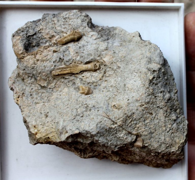 PLEGIOCIDARIS - SEEIGELSTACHEL