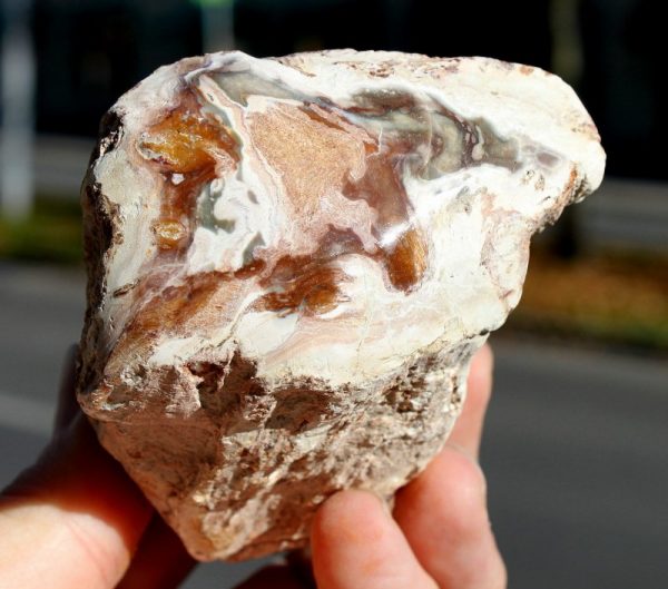 VERSTEINERTES HOLZ - Einseitig anpoliert - 画像2