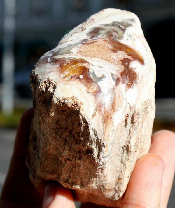 VERSTEINERTES HOLZ - Einseitig anpoliert - 画像3