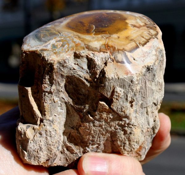 FOSSILES HOLZ - Madagaskar - 画像2