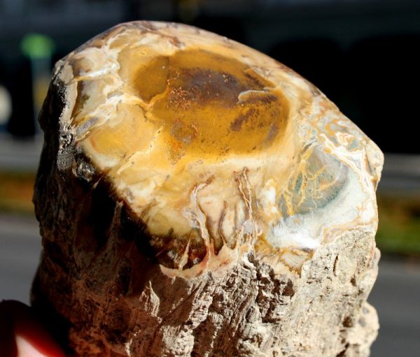 FOSSILES HOLZ - Madagaskar - 画像3