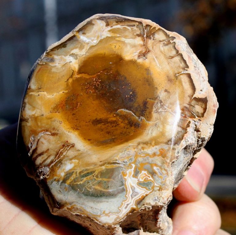 FOSSILES HOLZ - Madagaskar