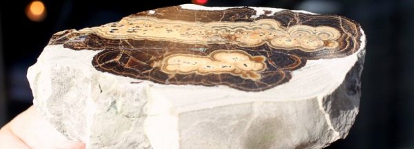 SCHALENBLENDE - Anpoliert - 画像2