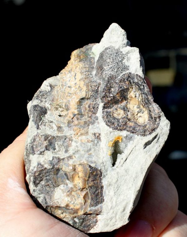 SCHALENBLENDE - Anpoliert - 画像3