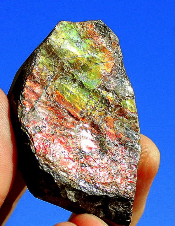 AMMOLITH - KANADA – Bild 3