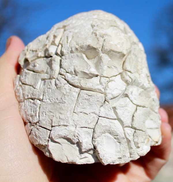 KASCHOLONG - OPAL - 画像4