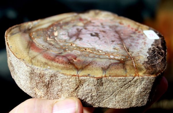 Titea Singularis - Verst. BAUMFARN – Bild 2