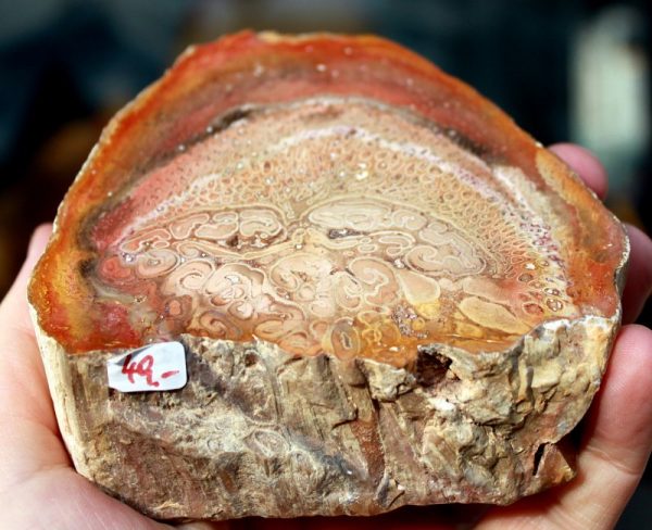 Versteinertes HOLZ  - Titea Singularis – Bild 2
