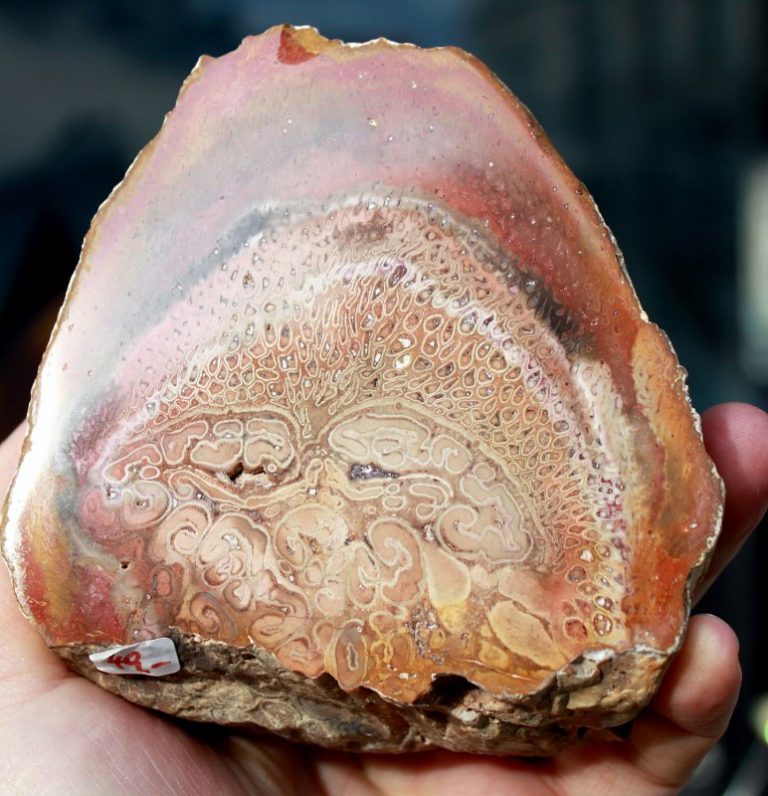 Versteinertes HOLZ  - Titea Singularis