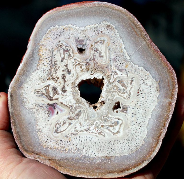Titea Singularis
