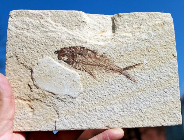 FO 101 - Versteinerter FISCH - 55 Millionen Jahre alt - Image 2