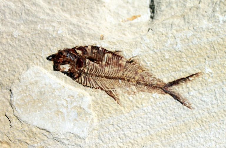 FO 101 - Versteinerter FISCH - 55 Millionen Jahre alt