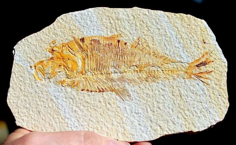 Fossiler FISCH
