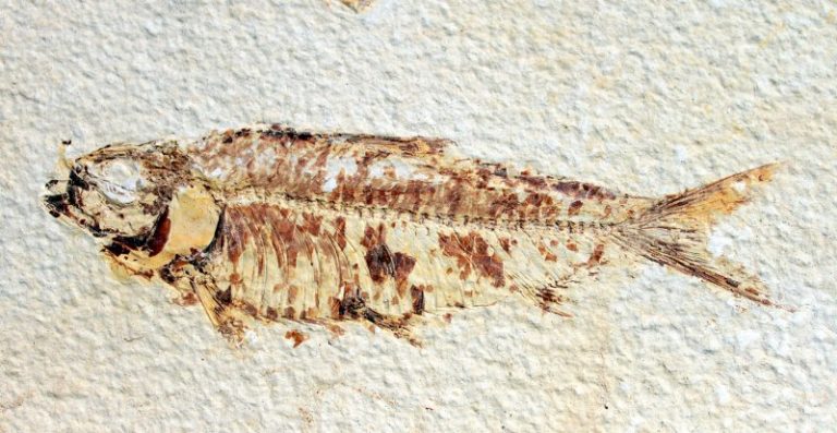 Fossiler Fisch - 55 Milionen Jahre alt