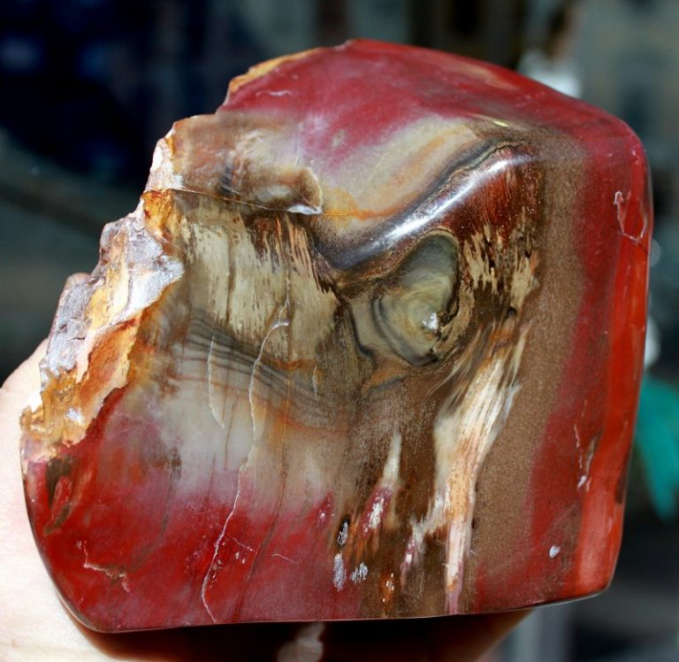 Versteinertes HOLZ -  1 A  poliert