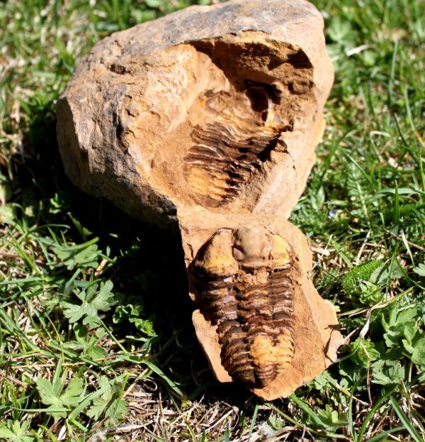 TRILOBIT - 450 Millionen Jahre alt – Bild 2