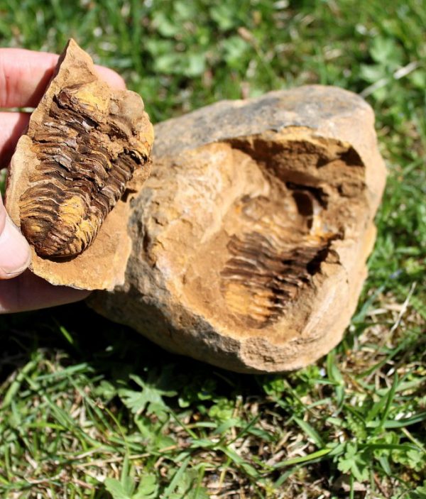 TRILOBIT - 450 Millionen Jahre alt – Bild 3