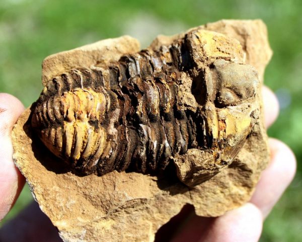 TRILOBIT - 450 Millionen Jahre alt – Bild 4