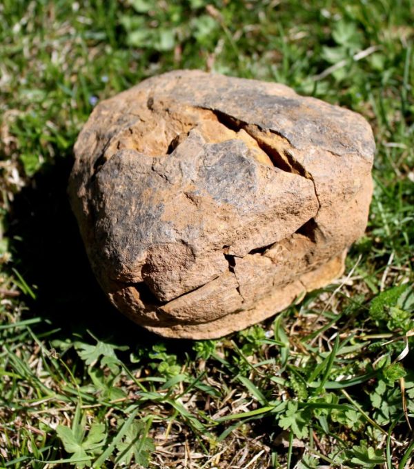 TRILOBIT - 450 Millionen Jahre alt – Bild 5