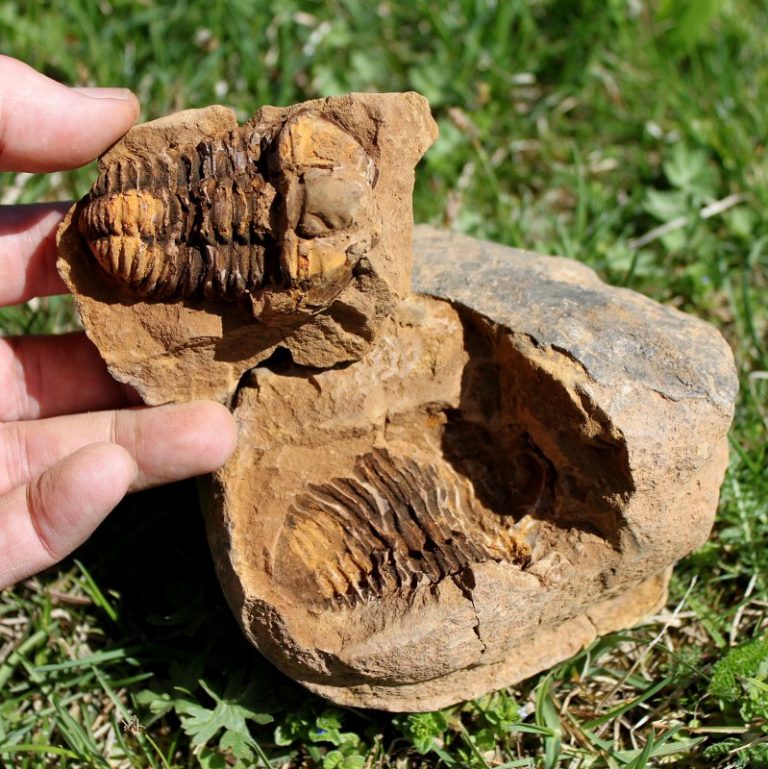 TRILOBIT - 450 Millionen Jahre alt