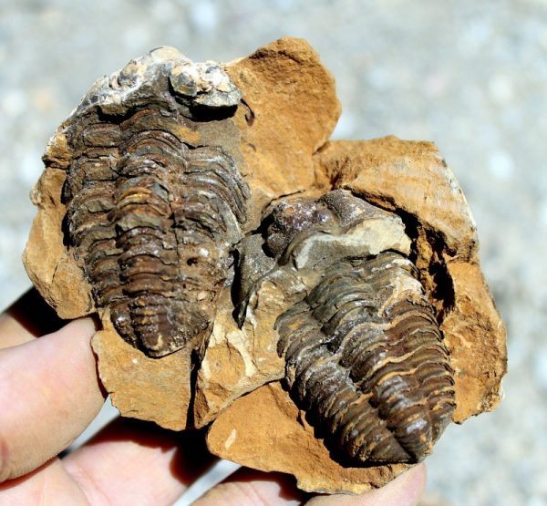 TRILOBITEN - GEODE – Bild 2