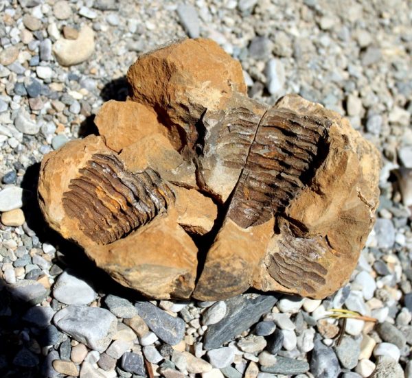 TRILOBITEN - GEODE – Bild 3