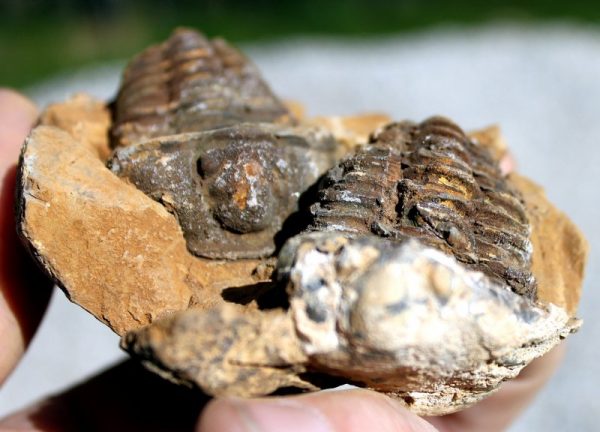 TRILOBITEN - GEODE – Bild 4