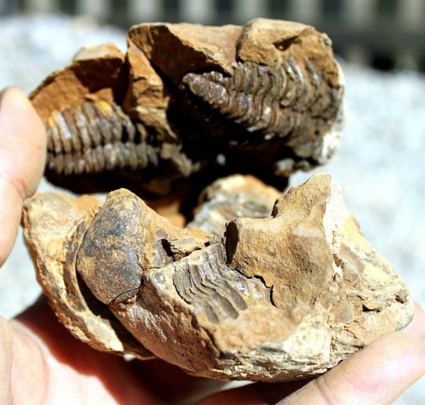 TRILOBITEN - GEODE – Bild 5