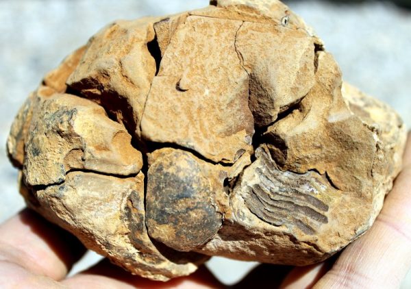 TRILOBITEN - GEODE – Bild 6