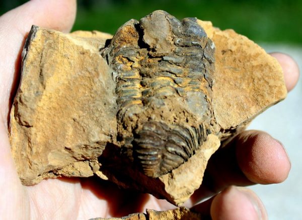 TRILOBIT in Geode - 画像3